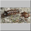 Picromerus bidens - Zweizaehnige Dornwanze attackiert Acronicta rumicis - Ampfereule 01d.jpg